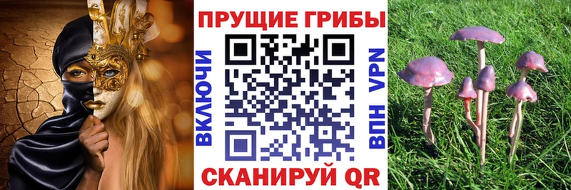 Псилоцибиновые грибы GOLDEN TEACHER  Купить закладки  Терек 